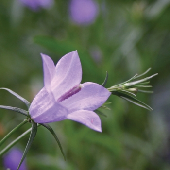 Campanula rotundifolia 'Olympica' 