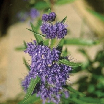 Caryopteris x clandonensis 'First Choice' 