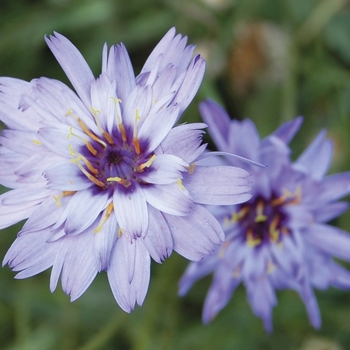 Catananche caerulea