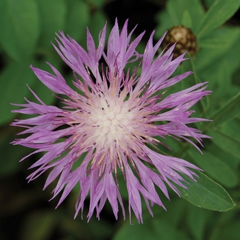 Centaurea dealbata 'Rosea' 