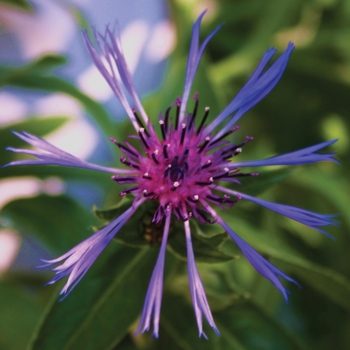 Centaurea montana 'Blue' 