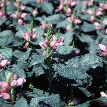 Chelone lyonii 'Hot Lips' 