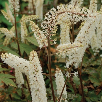 Actaea simplex 'James Compton'