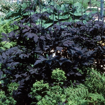 Actaea ramosa 'Hillside Black Beauty' 