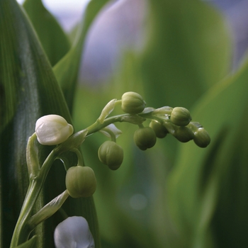 Convallaria majalis