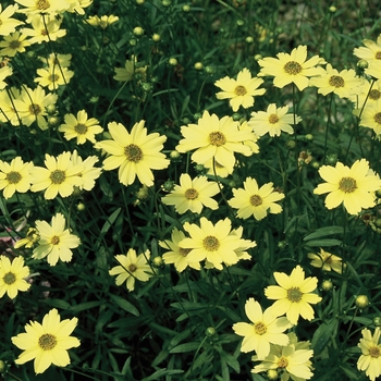 Coreopsis verticillata 'Creme Brulee' 16096