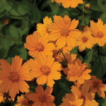 Coreopsis auriculata 'Nana' 