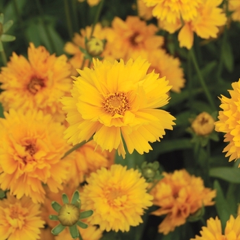 Coreopsis grandiflora 'Sunray'