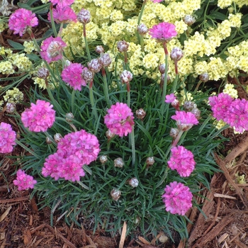 Armeria maritima 'Bloodstone' (010694)
