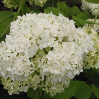 Hydrangea arborescens 'Grandiflora' 