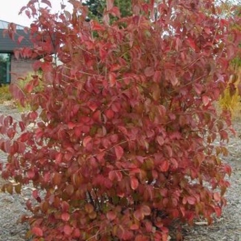 Viburnum dentatum 'Red Feather®' J.N. Select