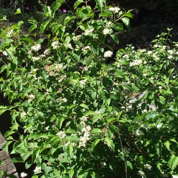 Cornus sanguinea