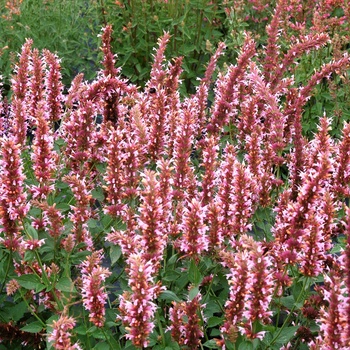 Agastache 'Cotton Candy' PPAF PVR