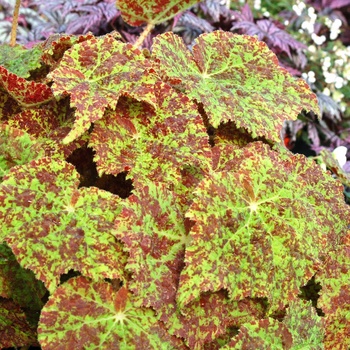 Begonia 'Marmaduke' 