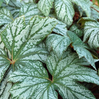 Begonia 'Silver Splendor' PPAF