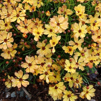 Coreopsis 'Lemon Punch'