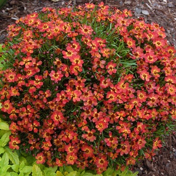 Coreopsis 'Little Penny' PP 18502 PVR