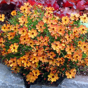 Coreopsis 'Mango Punch' PP 18475 PVR