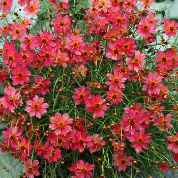 Coreopsis 'Rum Punch' PP 18889 PVR