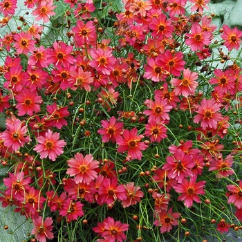 Coreopsis 'Rum Punch'