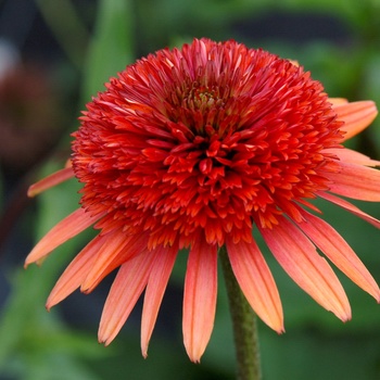 Echinacea 'Coral Reef' PPAF PVR