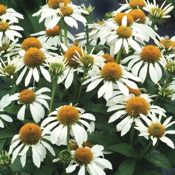 Echinacea purpurea 'Little Angel' PP21870