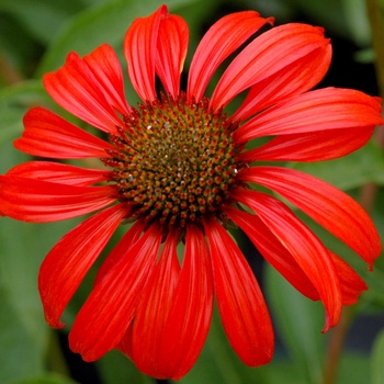 Echinacea 'Tomato Soup' PP 19,427