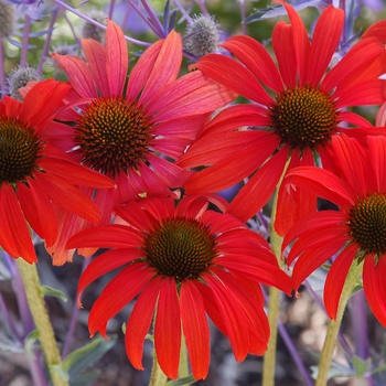 Echinacea Prairie Stars™ 'Tomato Soup'