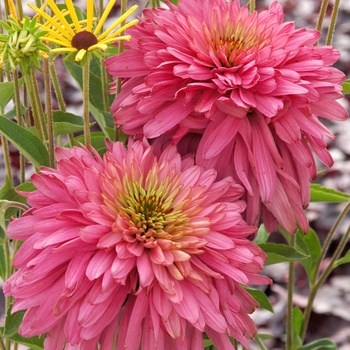 Echinacea purpurea 'Pink Poodle' PPAF PVR