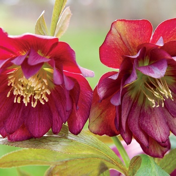 Helleborus 'Berry Swirl' 