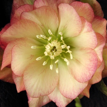 Helleborus 'Amber Jem' (011438)