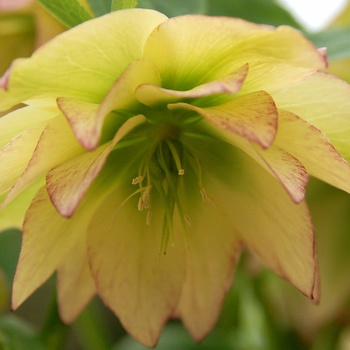 Helleborus 'Amber Jem' 