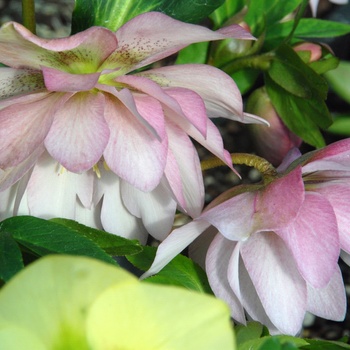 Helleborus 'Cotton Candy' 