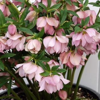 Helleborus 'Cotton Candy'