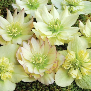 Helleborus Winter Jewels™ 'Golden Lotus'