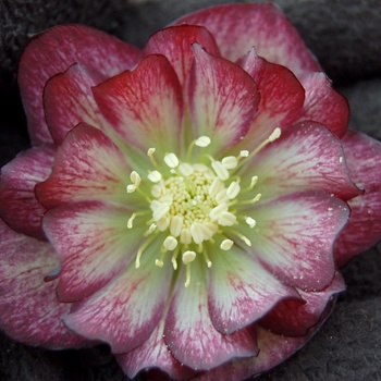 Helleborus 'Harlequin Gem'