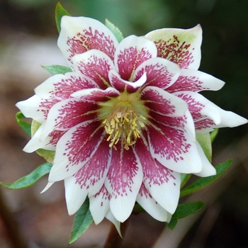 Helleborus 'Painted Doubles'