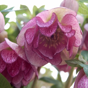 Helleborus 'Peppermint Ice' 