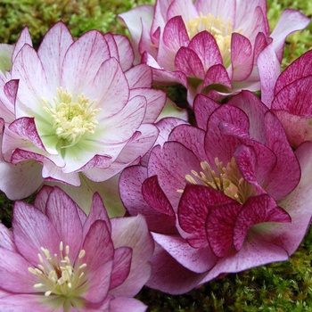 Helleborus 'Peppermint Ice'