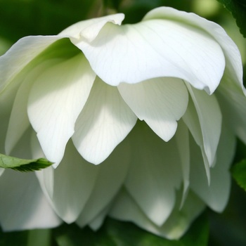 Helleborus 'Sparkling Diamond'