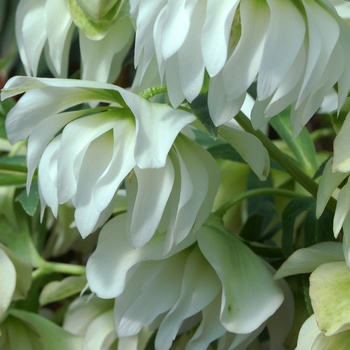 Helleborus 'Sparkling Diamond' 