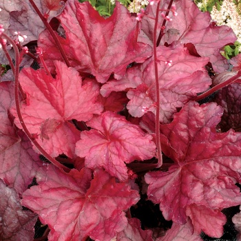 Heuchera Front & Center™ 'Fire Chief'