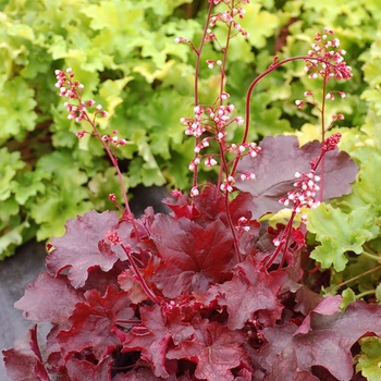 Heuchera 'Fire Chief' PP21880