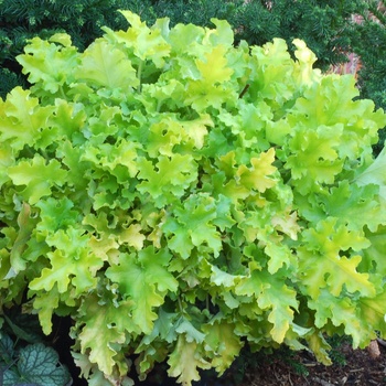 Heuchera Marmalade™ 'Lime'