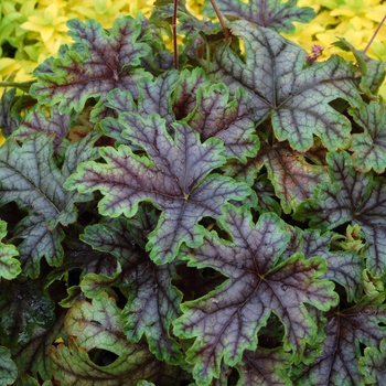 Heucherella 'Tapestry'