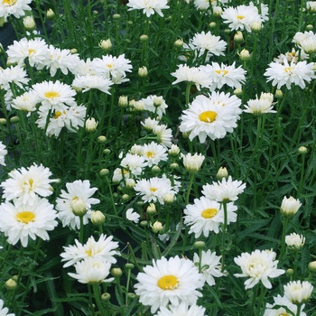 Leucanthemum x superbum 'Paladin' PP21844