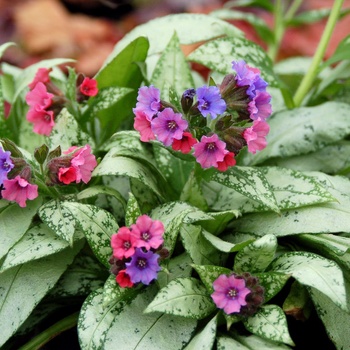 Pulmonaria 'Silver Bouquet' 