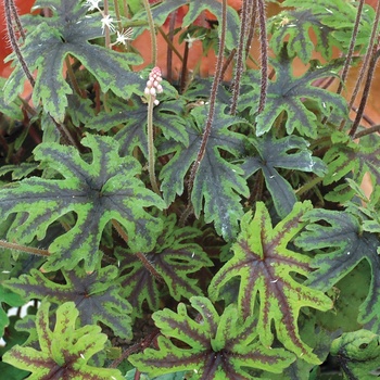 Tiarella 'Cascade Creeper' PPAF PVR