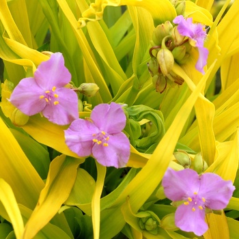 Tradescantia 'Sunshine Charm' PPAF PVR