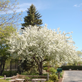 Malus 'Birdland' 